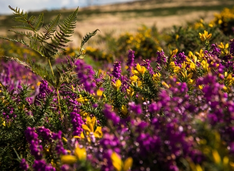 Heather and gorse in bloom, the Wildlife Trusts