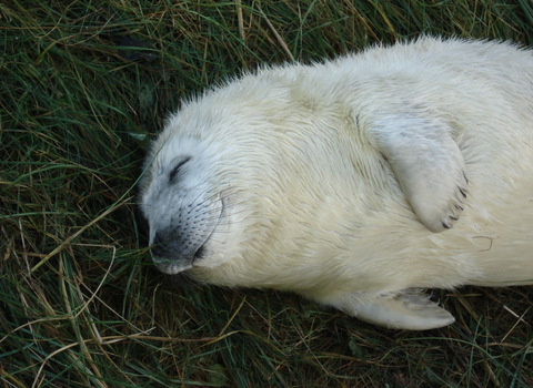 Common seal | The Wildlife Trusts