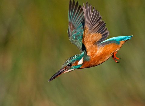A kingfisher plunges down towards the water, its bright turquoise and orange colours glowing in the sunlight