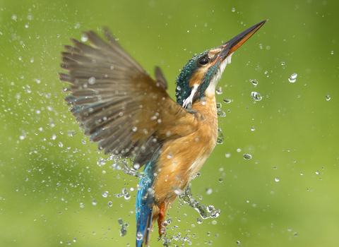 Kingfisher emerging from water, the Wildlife Trusts
