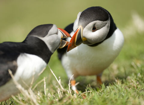 Puffin mates billing The Wildlife Trusts