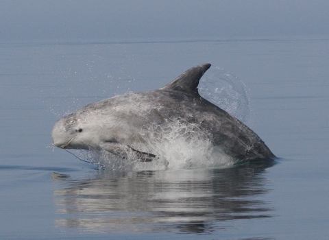 Risso's dolphin