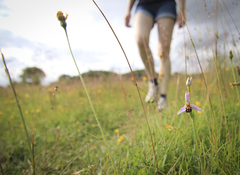 meadow Wildlife Trust