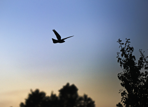 Nightjar silhouette, The Wildlife Trusts