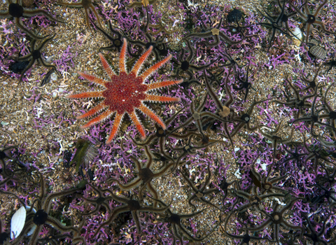 Common sunstar on maerl