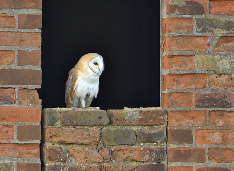 Barn owl sits on a cracked brick window ledge, The Wildlife Trusts