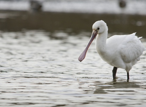 Spoonbill wading, The Wildlife Trusts