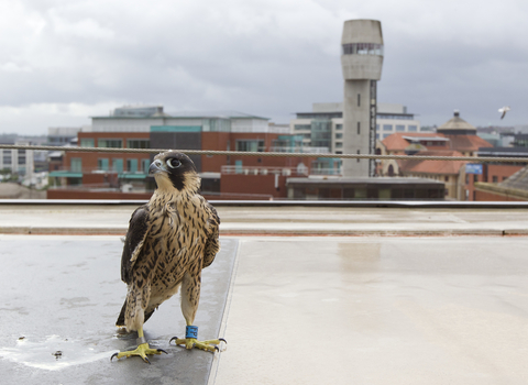 Juvenile peregrine falcon on rooftop with city in background, The Wildlife Trusts