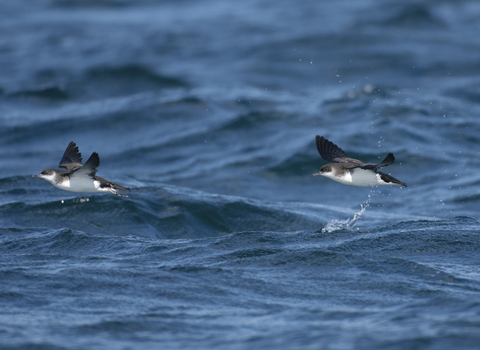 Two manx shearwaters fly above waves, The Wildlife Trusts