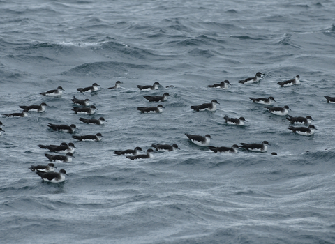 Raft of Manx shearwaters, The Wildlife Trusts