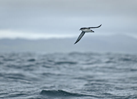 Manx shearwater soaring low over the sea, with a cloudy sky visible above it