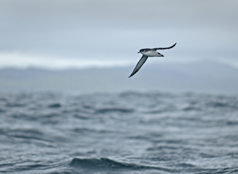 Manx shearwater flying over sea, The Wildlife Trusts