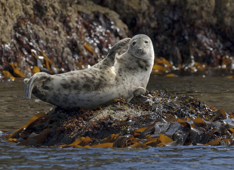 Grey seal