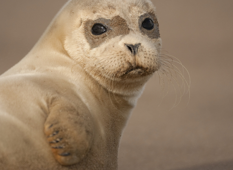 Common seal pup resting on a sandbank during a sandstorm