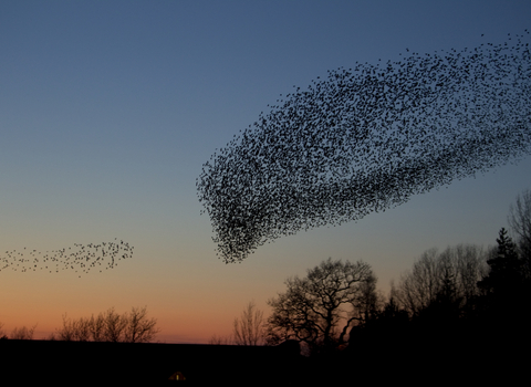Starling murmuration heading to roost at sunset, The Wildlife Trusts