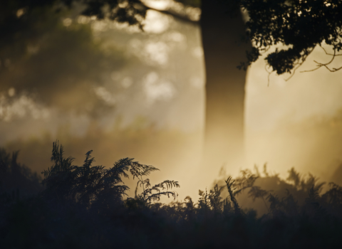 Oak woodland in gentle light at dawn, The Wildlife Trusts