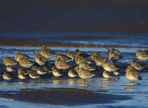 Bar-tailed Godwits and Dunlin roosting on a creek, the Wildlife Trusts