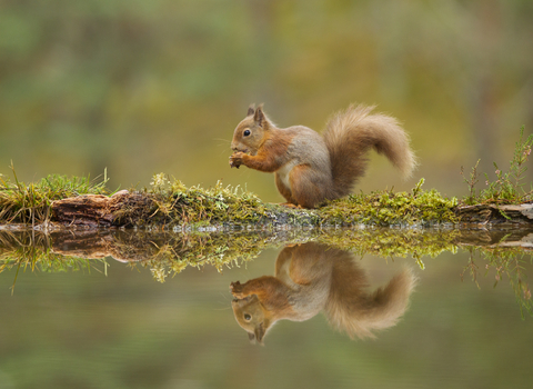 Red squirrel eating a nut