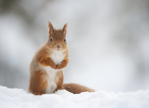 Red squirrel in snow