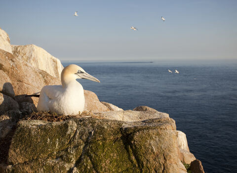 Gannet nesting on cliff, The Wildlife Trusts