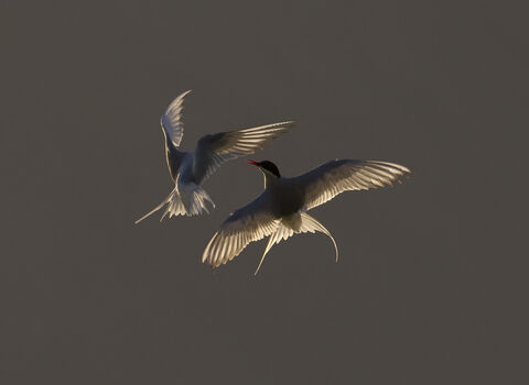  Two Arctic terns backlit in evening light, The Wildlife Trusts