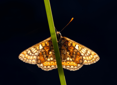 Marsh fritillary butterfly on stalk, The Wildlife Trusts