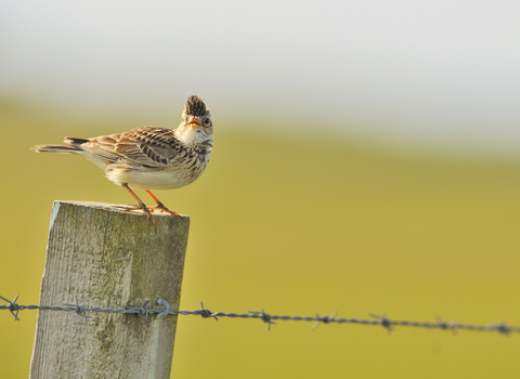 Skylark on post, The Wildlife Trusts