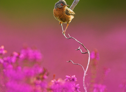 Dartford warbler perched among pink flowers, The Wildlife Trusts