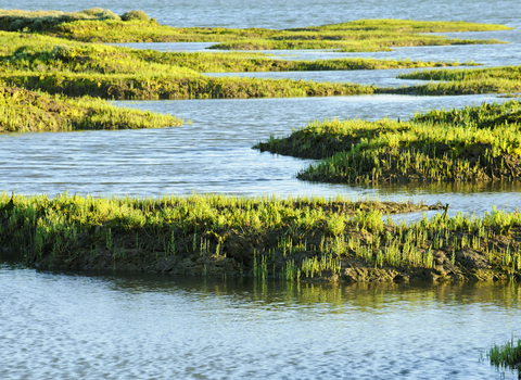 Saltmarsh, The Wildlife Trusts