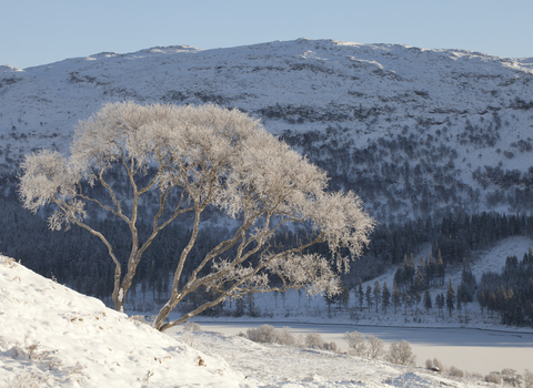 Silver birch tree covered in frost, the Wildlife Trusts