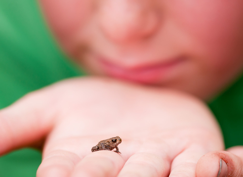 Child holding toadlet closeup on palm, The Wildlife Trusts