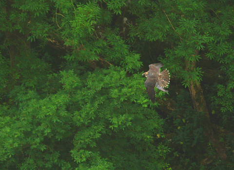 Peregrine falcon aerial view, The Wildlife Trusts