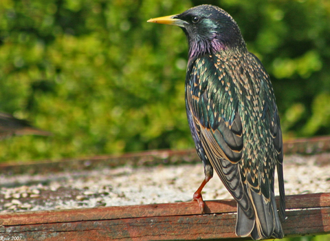 Starling perched at a feeder, The Wildlife Trusts