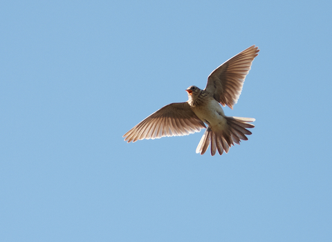 Skylark, The Wildlife Trusts