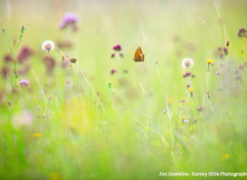 Meadow The Wildlife Trusts