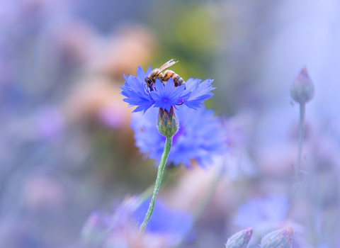 bee