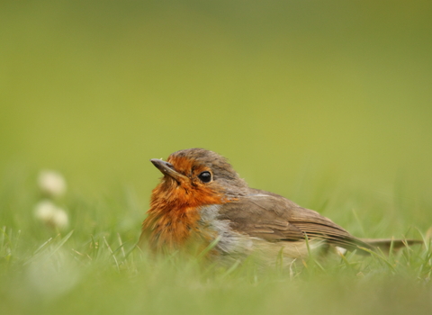 Injured bird advice | The Wildlife Trusts