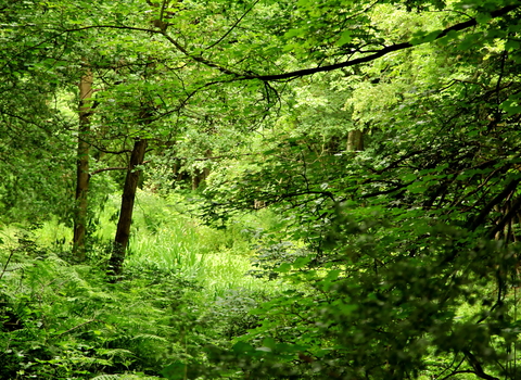 Carr Wood Local Wildlife Site