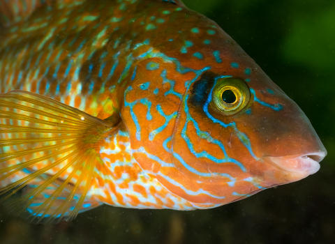 Corkwing wrasse