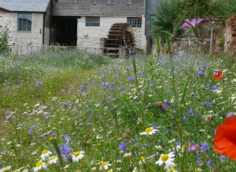 Devon Wildlife Trust’s wildlife garden at Cricklepit Mill