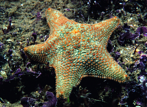 Cushion star