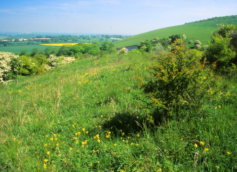 Ham HIll