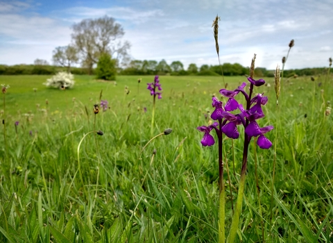Merry's Meadows nature reserve, Leicestershire 