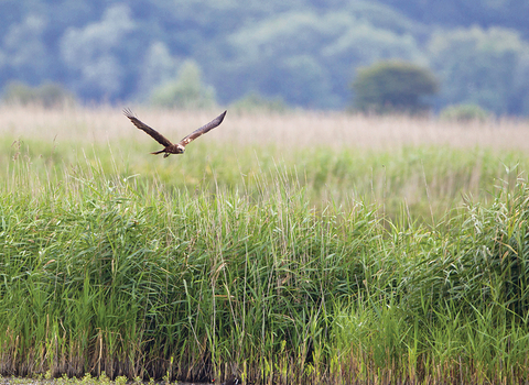 carlton marshes