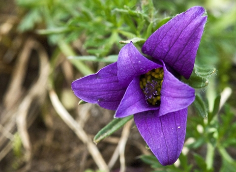Pasque flower