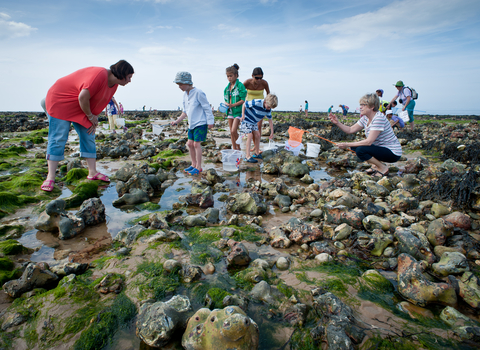Rockpooling - Matthew Roberts