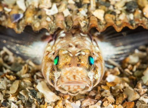 Sand goby
