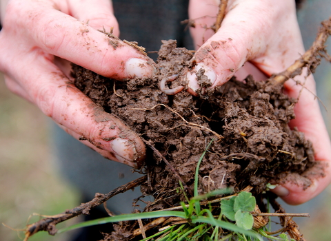 Healthy soil with earthworms