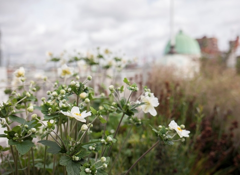 Wild west end Crown Estate, The Wildlife Trusts