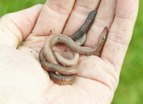 Worm in hand